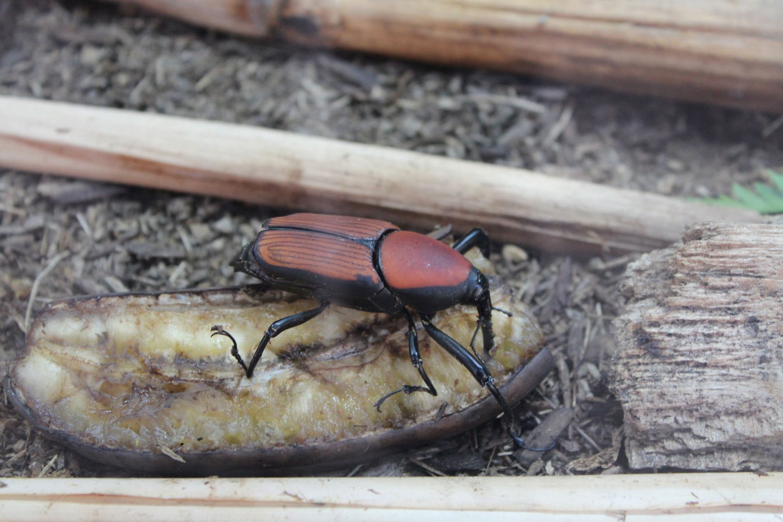 San Diego Zoo Part II 042